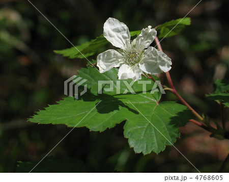 カジイチゴの花 カジイチゴの花 4768605