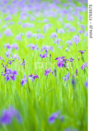 カキツバタ 4768678