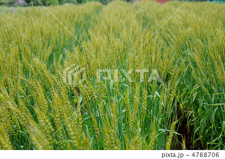 麦畑 4768706