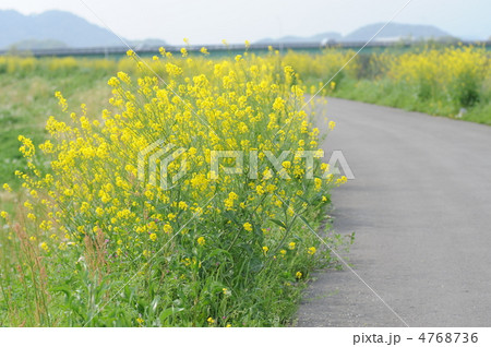 カラシナの花 カラシナの花 4768736