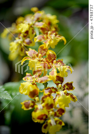 オンシジューム・マッカリーゴトフ 4768737