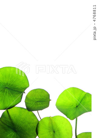蓮の浮葉 蓮の浮葉 4768811
