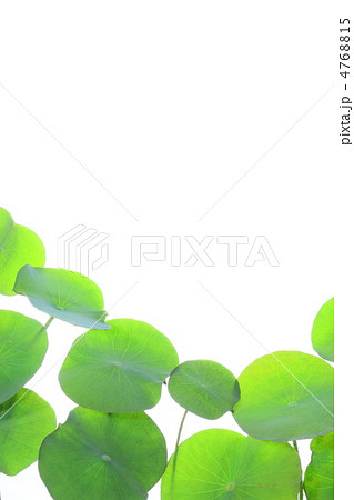 蓮の浮葉 蓮の浮葉 4768815