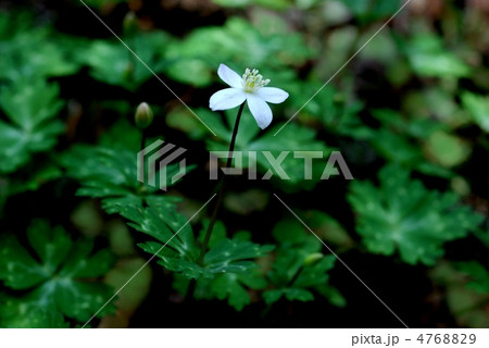 ニリンソウ 4768829
