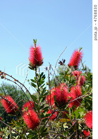 アメリカ　ボトルブラシ 4768830