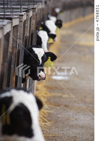 ドナドナ 4768851