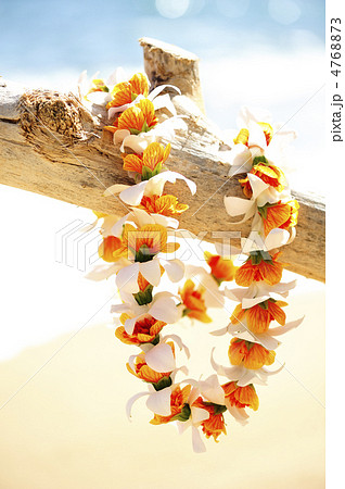 ハワイ レイ 花 ハワイ レイ 花 4768873