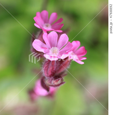 フクロナデシコ 4768892