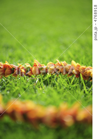 ハワイ　レイ　花 4768918