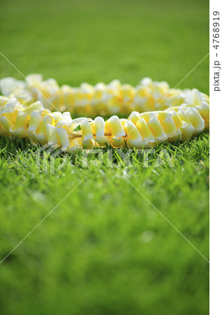 ハワイ　レイ　花 4768919