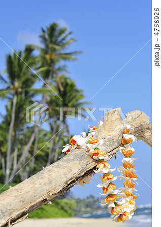 ハワイ レイ ヤシの木 ハワイ レイ ヤシの木 4768926