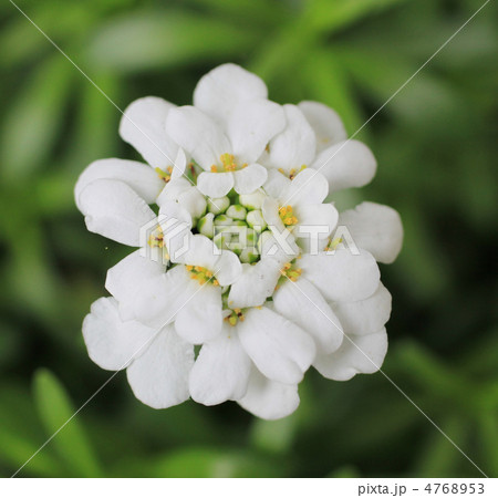 トキワナズナ 4768953