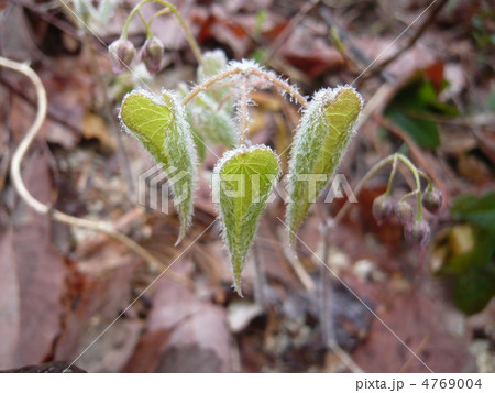 イカリソウ 4769004