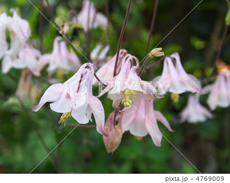 ヤマオダマキ ヤマオダマキ 4769009