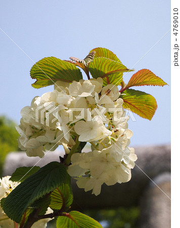 オオデマリ オオデマリ 4769010