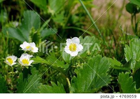 イチゴの花 イチゴ イチゴの花 イチゴ 4769059