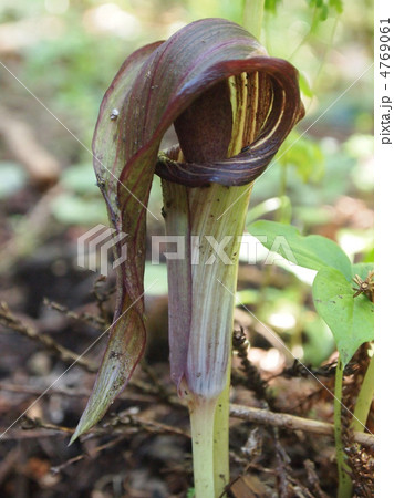 ウラシマソウ ウラシマソウ 4769061