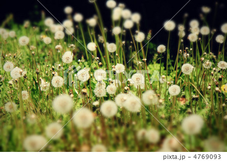 タンポポの綿毛 4769093