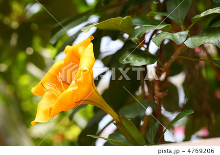 ソランドラ 4769206