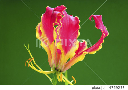 68470　ｸﾞラリオサ 4769233