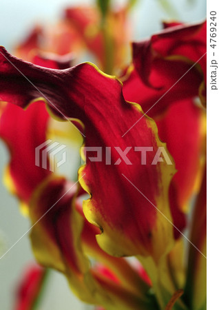 68463　ｸﾞラリオサ 4769240