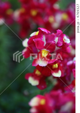 キンギョソウ キンギョソウ 4769327