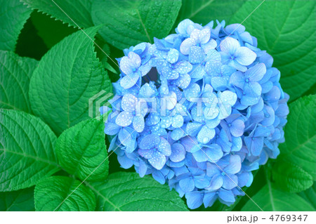 あじさい あじさい 4769347