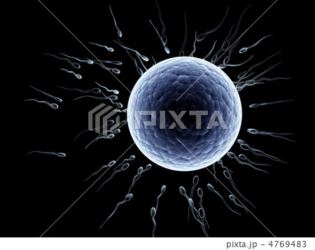 Spermatozoons, floating to ovule 4769483