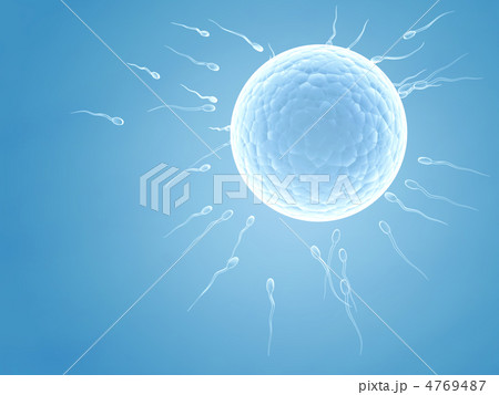 Spermatozoons, floating to ovule 4769487