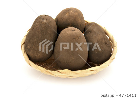 ホッカイコガネ 4771411