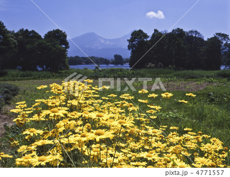 ハーブガーデンと磐梯山 4771557
