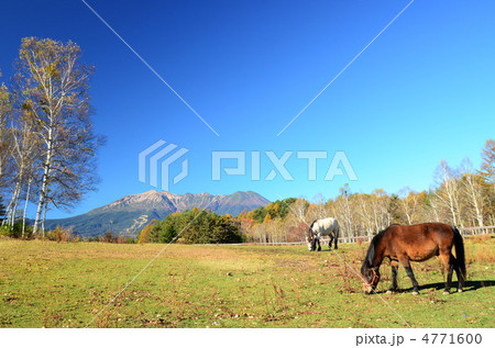 木曾の御岳山 開田高原 木曽馬の里 4771600