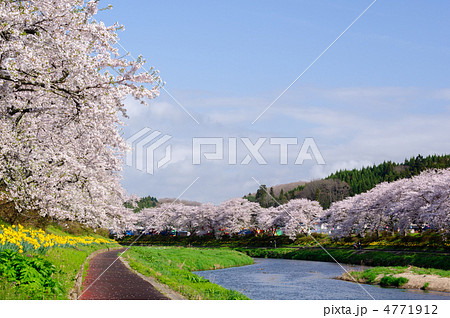 夏井千本桜 4771912