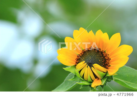 ヒマワリ 4771966