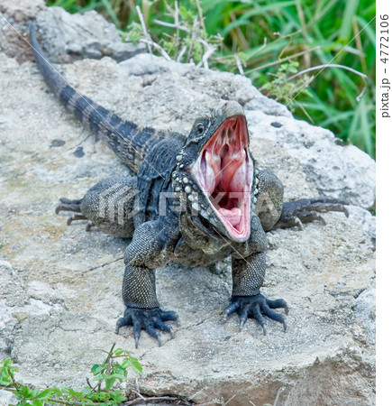iguana 4772106