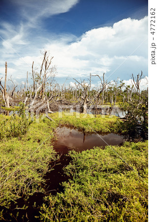 flooding fores 4772162
