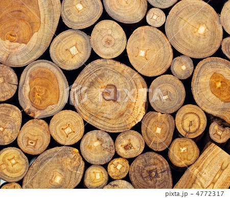 teak teak 4772317