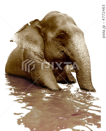 swimming elephant 4772463