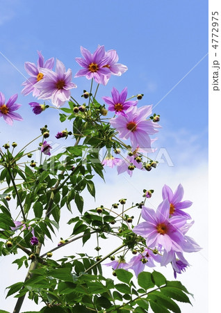 皇帝ダリア 4772975