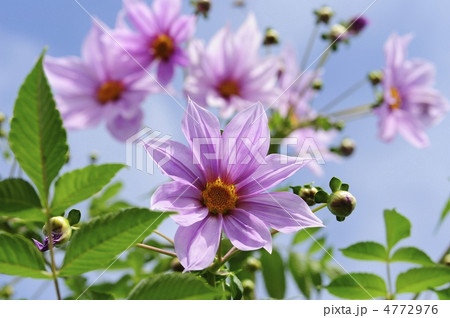 皇帝ダリア 4772976