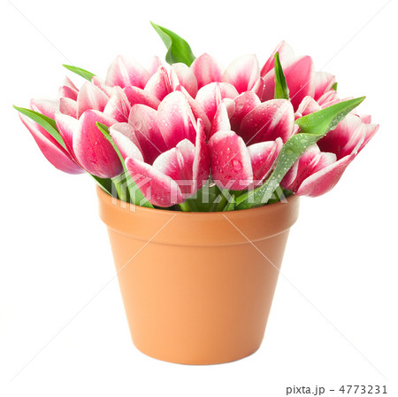 Flower Pot with pink Tulips / water drops / isolated on white ba 4773231