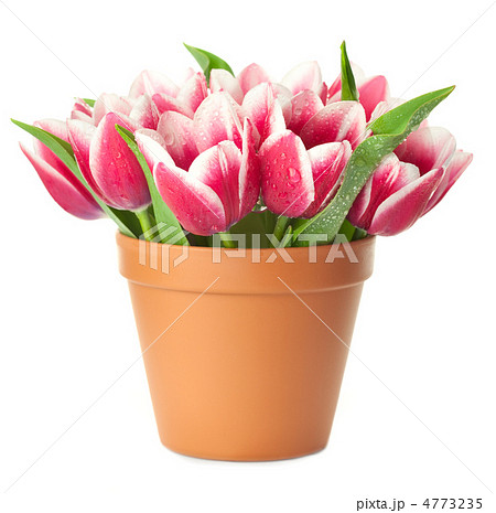 Flower Pot with pink Tulips / water drops / isolated on white ba 4773235