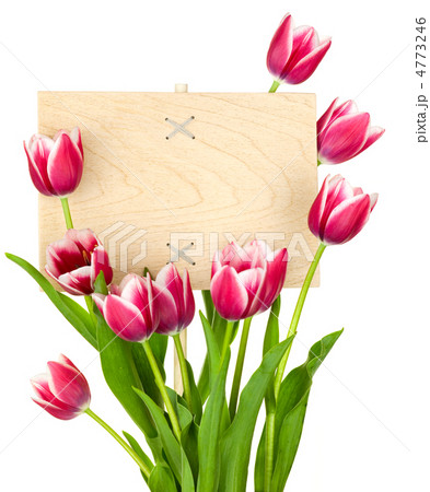 Beautiful Tulips and Empty Sign for message / wooden panel / iso 4773246