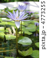 熱帯スイレン 4773255