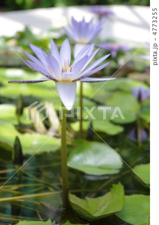 熱帯スイレン 熱帯スイレン 4773255
