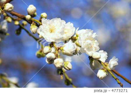 枝垂れハナモモ（白） 4773271