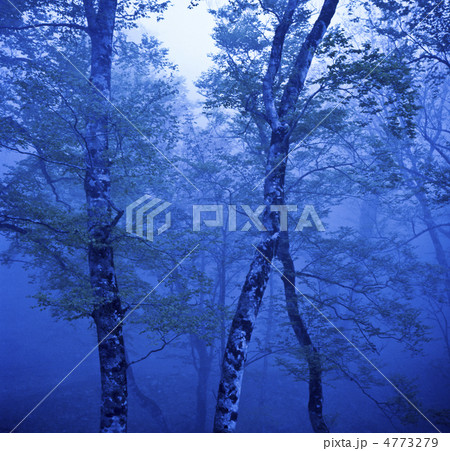 霧のブナ林 4773279