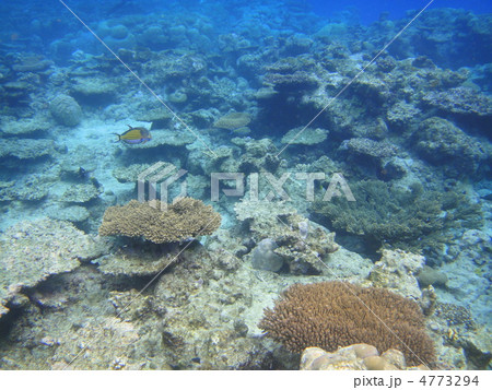 ミクロネシアの海 ミクロネシアの海 4773294