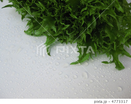 フリルレタス フリルレタス 4773317