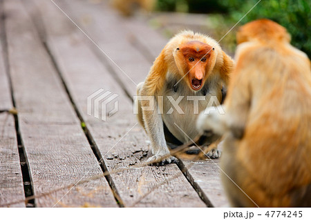 Proboscis monkeys Proboscis monkeys 4774245